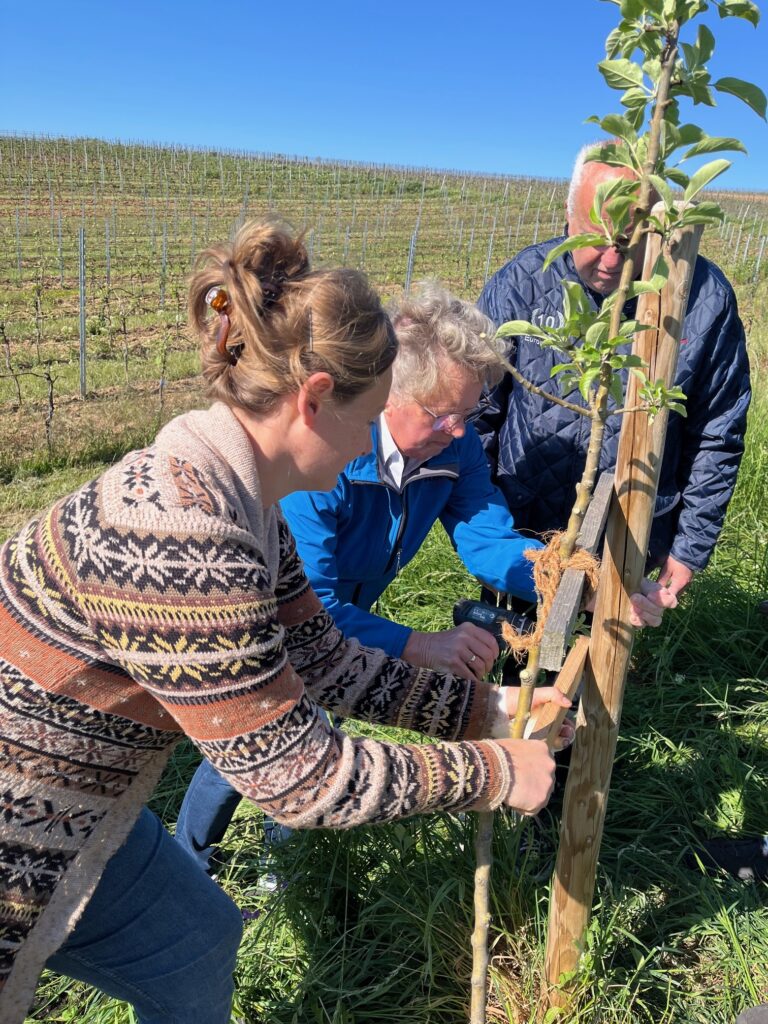 Baumpflanzung MSC Bingen e.V. im ADAC
